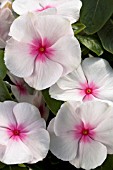 CATHARANTHUS ROSEUS SUN DEVIL EXTREME STRAWBERRY TWST