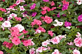 CATHARANTHUS ROSEUS VIPER MIX