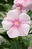 CATHARANTHUS ROSEUS VIPER PINK