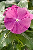 CATHARANTHUS ROSEUS VIPER PURPLE