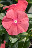 CATHARANTHUS ROSEUS VIPER RED WITH EYE