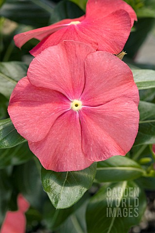 CATHARANTHUS_ROSEUS_VIPER_RED_WITH_EYE