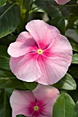 CATHARANTHUS ROSEUS VIPER ROSE