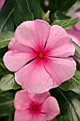 CATHARANTHUS ROSEUS VIPER WATERMELON