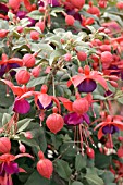 FUCHSIA WINDCHIME DARK EYES