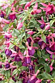 FUCHSIA WINDCHIME PINK PURPLE