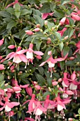 FUCHSIA WINDCHIME PINK AND WHITE