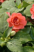 IMPATIENS CAMEO CORAL