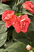 IMPATIENS CAMEO SCARLET SURPRISE