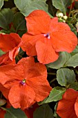 IMPATIENS ENCORE DEEP ORANGE