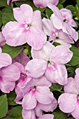 IMPATIENS ENCORE LAVENDER BLUE