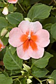 IMPATIENS ENCORE PEACH BUTTERFLY