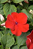 IMPATIENS ENCORE RED