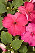 IMPATIENS ENCORE ROSE