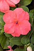 IMPATIENS ENCORE SALMON