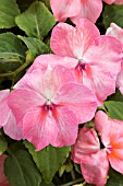 IMPATIENS ENCORE TROPICAL BUTTERFLY