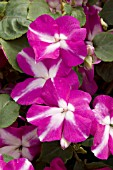 IMPATIENS ENCORE VIOLET STAR