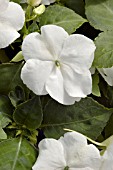 IMPATIENS ENCORE WHITE
