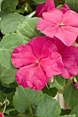 IMPATIENS ENCORE WINE