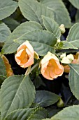 IMPATIENS SEASHELL APRICOT