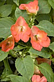 IMPATIENS SEASHELL PAPAYA