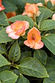 IMPATIENS SEASHELL TANGERINE