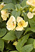 IMPATIENS SEASHELL YELLOW