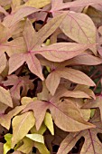 IPOMOEA SWEET CAROLINE BRONZE