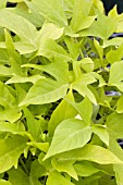 IPOMOEA SWEET CAROLINE LIGHT GREEN