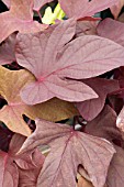 IPOMOEA SWEET CAROLINE RED