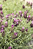 LAVANDULA BARCELONA PURPLE