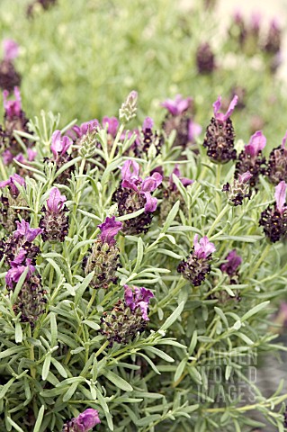 LAVANDULA_BARCELONA_PURPLE