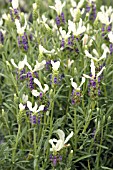 LAVANDULA MADRID BLUE