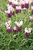 LAVANDULA MADRID PINK