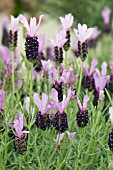 LAVANDULA MADRID PURPLE