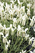 LAVANDULA MADRID WHITE