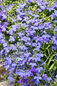 LOBELIA ERINUS PALACE BLUE