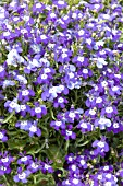 LOBELIA ERINUS PALACE BLUE WITH EYE