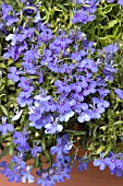 LOBELIA ERINUS PALACE ROYAL