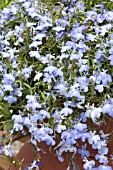 LOBELIA ERINUS PALACE SKY BLUE