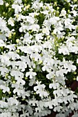 LOBELIA ERINUS PALACE WHITE