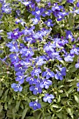 LOBELIA ERINUS RIVIERA BLUE EYES