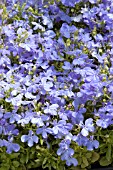 LOBELIA ERINUS RIVIERA BLUE SKY