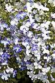 LOBELIA ERINUS RIVIERA BLUE SPLASH