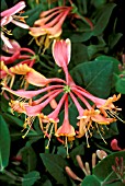 LONICERA,  MARDI GRAS,  HONEYSUCKLE,   FLOWER