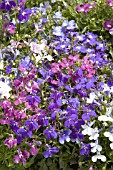 LOBELIA ERINUS RIVIERA MIX