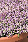 LOBULARIA MARITIMA WONDERLAND BLUE
