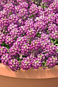 LOBULARIA MARITIMA WONDERLAND DEEP PURPLE