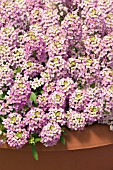 LOBULARIA MARITIMA WONDERLAND DEEP ROSE