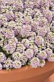 LOBULARIA MARITIMA WONDERLAND LAVENDER